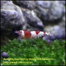 ��ǰ�̹���