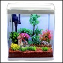 ��ǰ�̹���