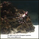 ��ǰ�̹���