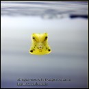 ��ǰ�̹���