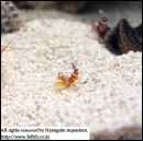 ��ǰ�̹���